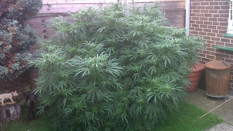 Police Stunned By Elderly Couples Huge Cannabis Plant Cnn