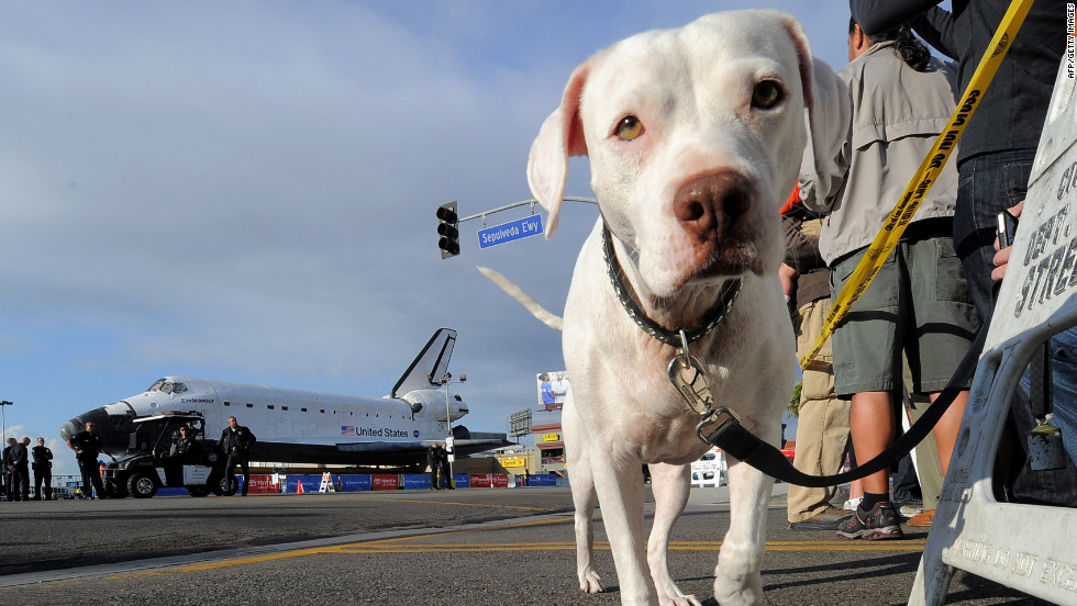 A dog joins the crowd turned out to see Endeavour on Friday.