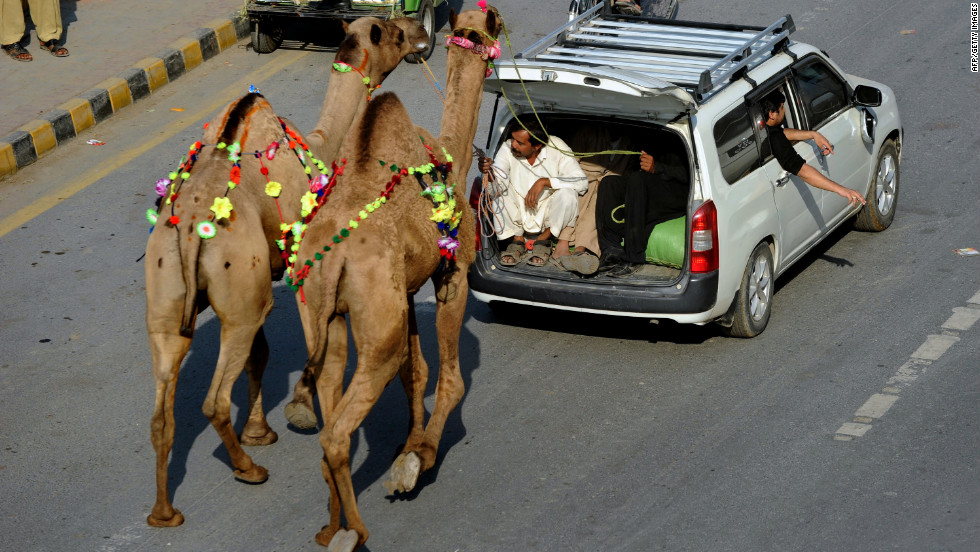 Pakistani Muslims guide camels on the road in Lahore, Pakistan, on Friday, October 26.