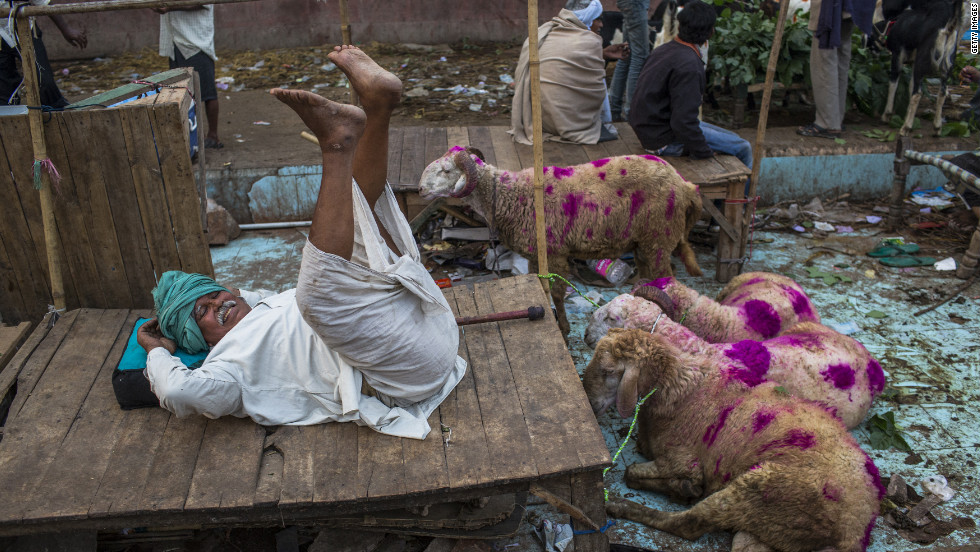 A goat vendor waits for customers to buy animals for the sacrificial festival in New Delhi on Saturday. 