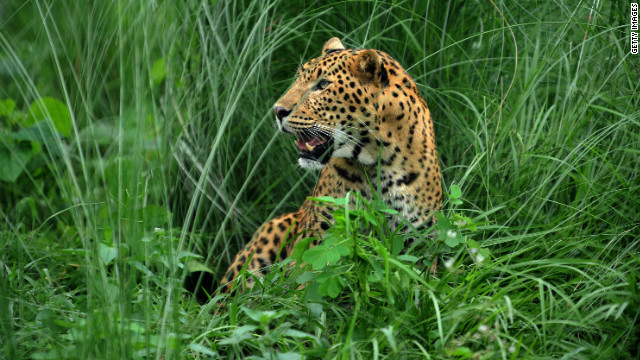 Police in Nepal believe a leopard like the one in this 2009 file photo may have killed up to 15 people in a 15-month period.