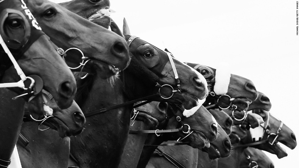 Horses jump from the barrier in the Lavazza Long Black during 2012 Melbourne Cup Day at Flemington Racecourse on November 6, 2012.