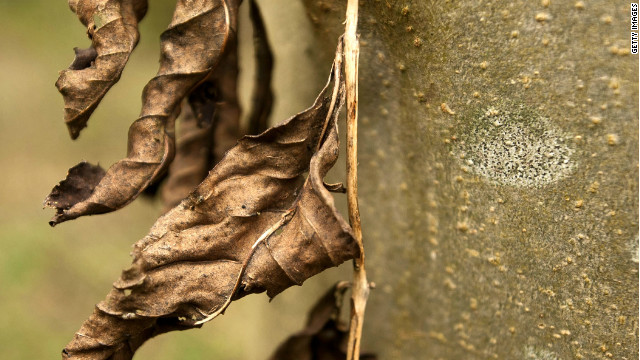 Dead leaves hang on an infected Ash tree in Pound Farm Woodland on November 8, 2012 near Ipswich, United Kingdom.
