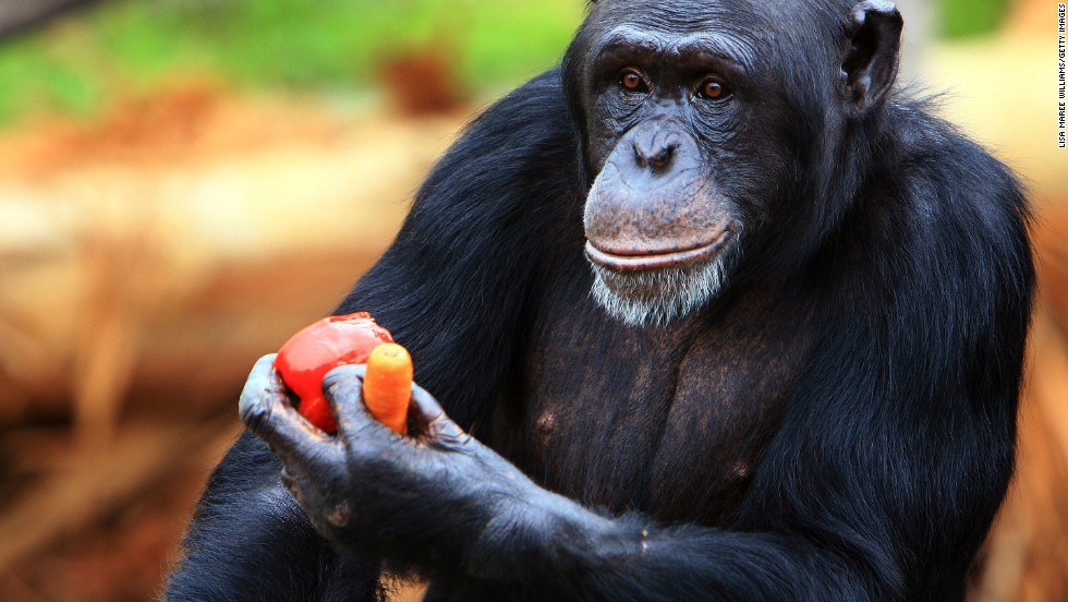 Lethal chimpanzee attacks on gorillas seen for first time in the wild - CNN