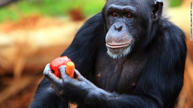 Tajemné chování šimpanze může být důkazem & # 39;  posvátný & # 39;  rituál