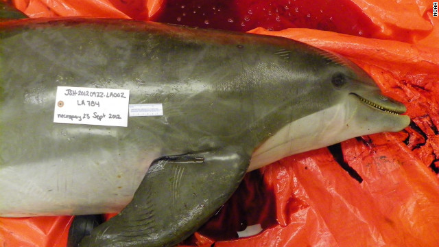 Feds probe Gulf Coast dolphin killings - CNN