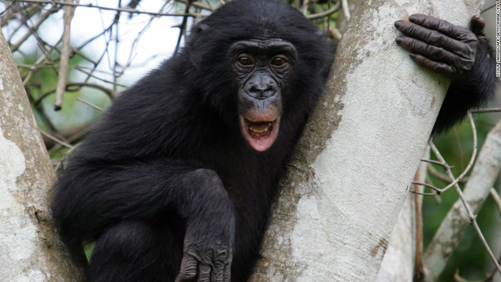 Also called &quot;pygmy chimpanzees,&quot; bonobos feed mainly in trees.