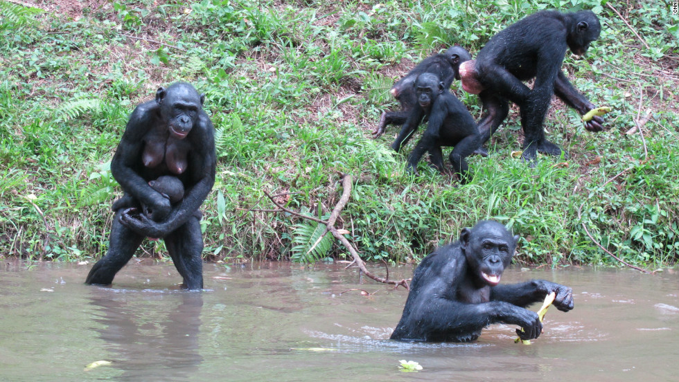 Female bonobos are usually in charge of the group. Bonobos mate and use a variety of sexual behaviors to build social relationships.