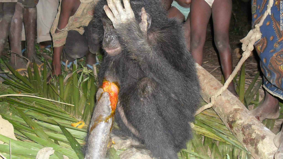 In November 2012, hunters in Bolomba contacted the sanctuary about this injured young orphan because they &quot;didn&#39;t want to catch a bonobo in their trap.&quot;