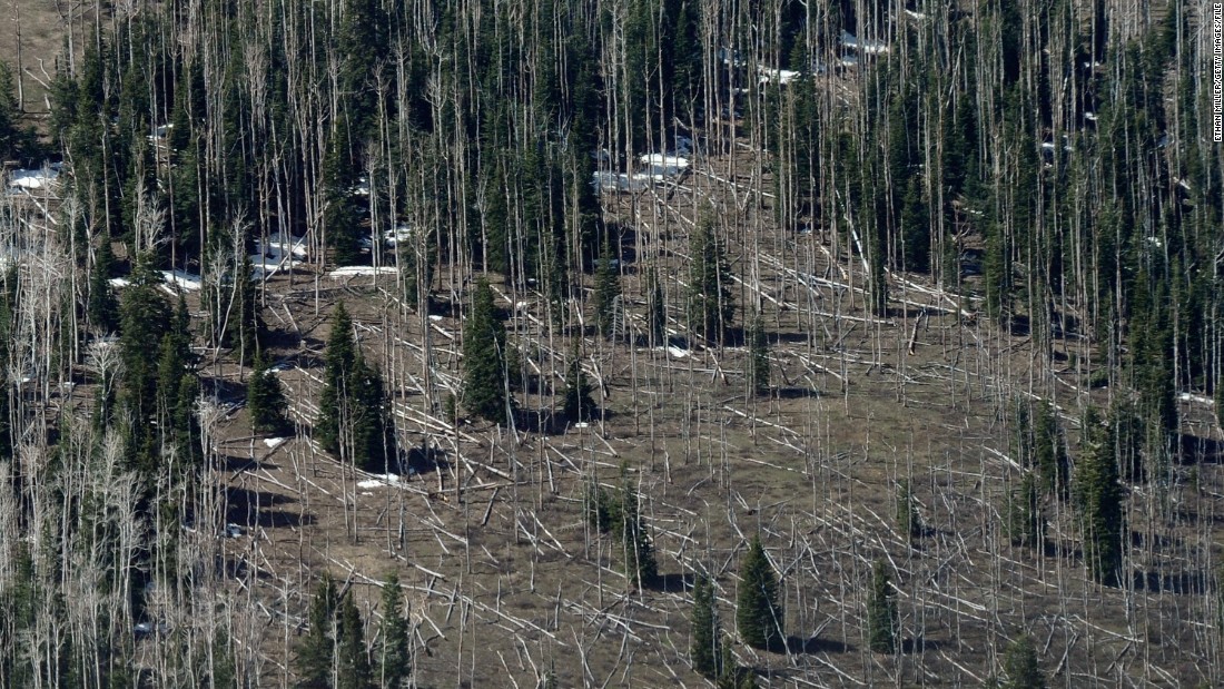 Drought leaves trees more susceptible to disease, like these pines trees near Strawberry Valley in Utah. In the U.S., millions of acres of forest have been damaged by beetles, according to a report by the U.S. Global Change Research Program. Less severe winters and longer summers are allowing beetles to thrive.