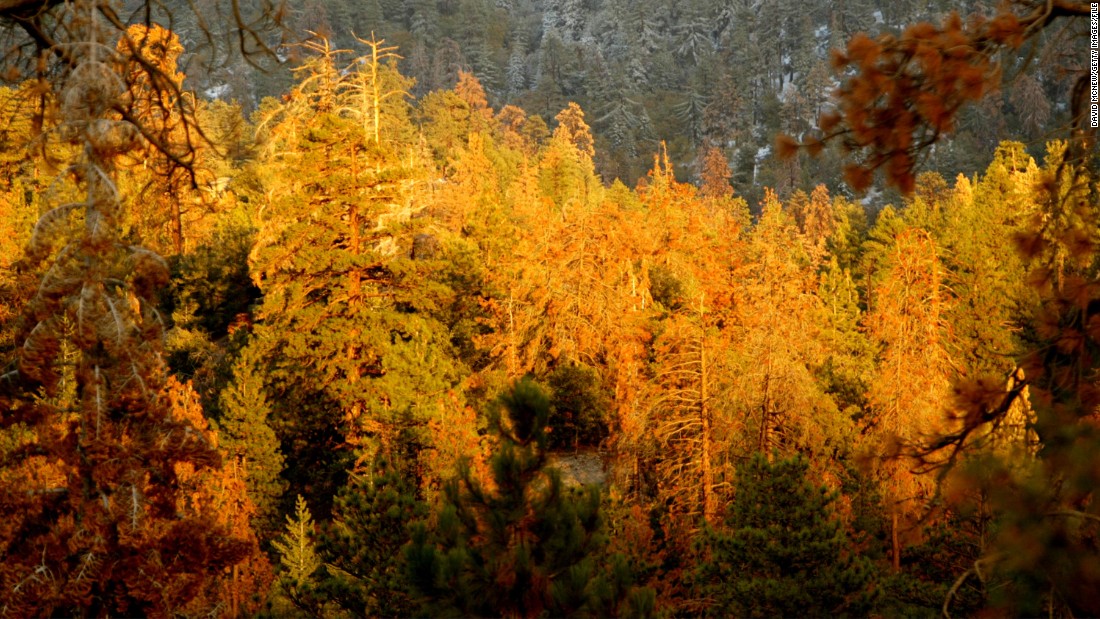 An area of forest in California killed off by pine beetles in 2003. 