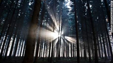 The Earth has 3 trillion trees, study finds