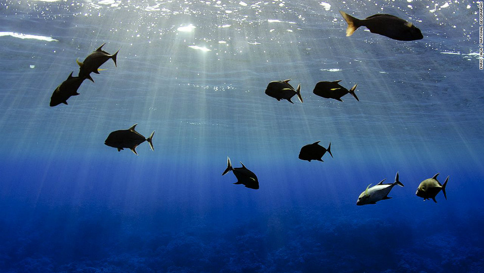 The waters surrounding the Pitcairn Islands in the South Pacific contain an abundant variety of marine life.