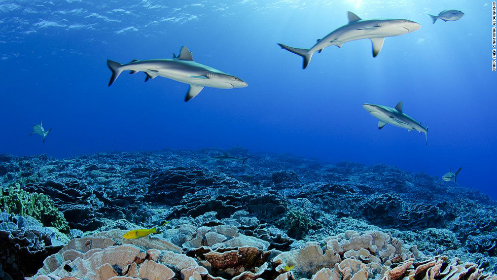Divers found abundant populations of grey sharks and reef sharks in the pristine coral reef of Ducie atoll.