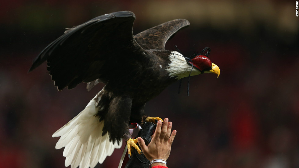 Portuguese club Benfica are nicknamed the Eagles and before each home game an eagle flies around the Estadio da Luz.