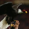football guttmann eagle