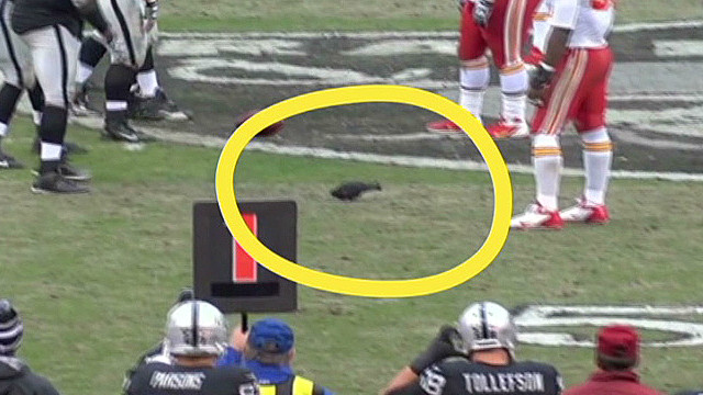 Pigeon refuses to leave football game