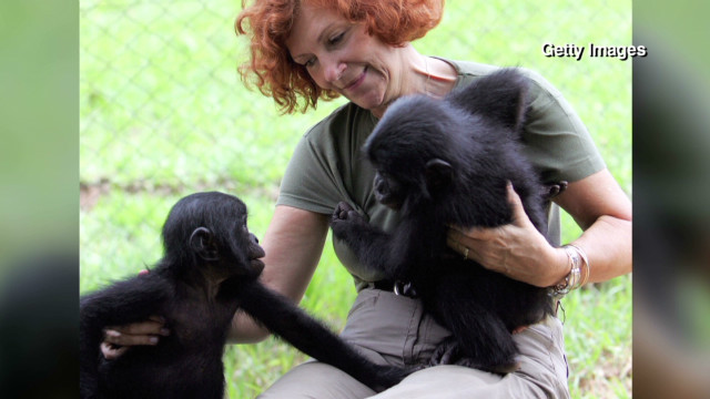 Conservationist saves endangered apes