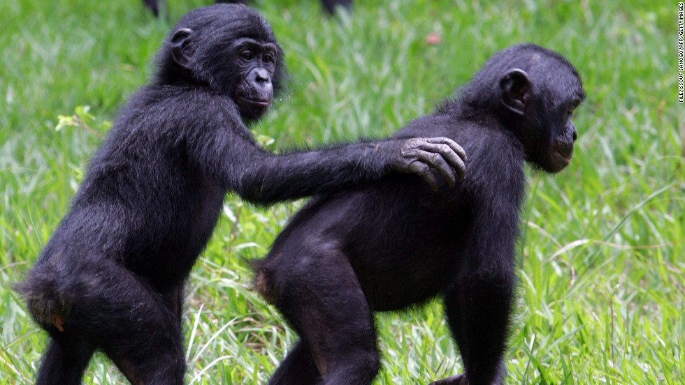 Congo is also home to 400 species of mammals (including more than 80% of African primates). Pictured, rescued bonobos at the &lt;a href=&quot;http://edition.cnn.com/2013/01/03/world/africa/lola-ya-bonobo-congo/&quot; target=&quot;_blank&quot;&gt;&quot;Lola ya Bonobo&quot; sanctuary&lt;/a&gt;, outside Kinshasa.