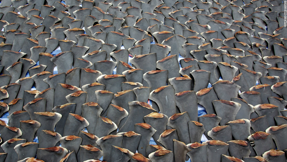 Shark finning is banned in several countries, but the trade is flourishing in Hong Kong, where the fins are used in shark fin soup, a dish considered a prestigious delicacy, and in some types of traditional Chinese medicine. Hong Kong accounts for 50% of the global shark fin trade, according to the&lt;a href=&quot;http://www.wwf.org.hk&quot; target=&quot;_blank&quot;&gt; WWF&lt;/a&gt;.