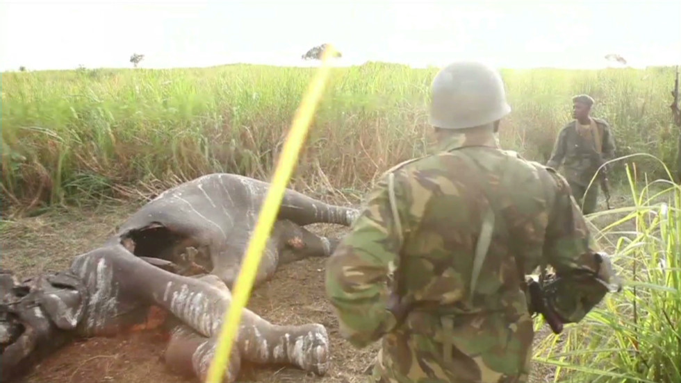 Elephants slaughtered from the sky - CNN Video