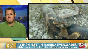 Florida tackling python problem with hunting contest - CNN