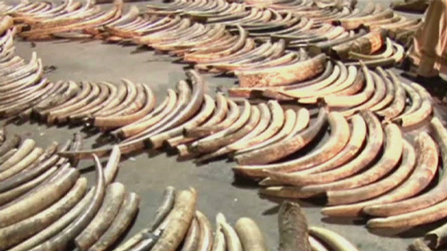 Hong Kong S Secret Stockpile Of Seized Ivory CNN   130116192319 Pkg Walker China Illegal Ivory Trade 00000806 Story Top 