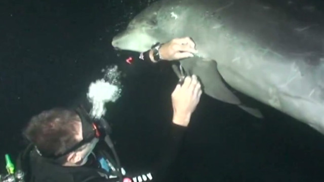 Divers rescue entangled dolphin