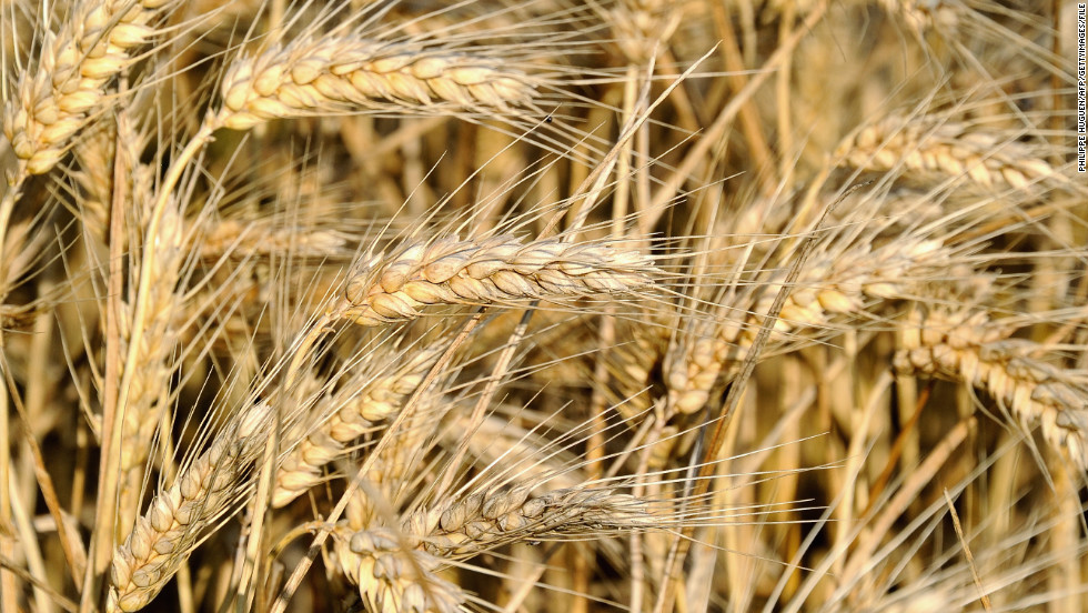 Experts say many health problems stem from changes in food production. &quot;The hybridization of the native European wheat with a shorter, hardier strain from South America in the 1940s produced the particular gluten protein that triggers the sensitivity in people&#39;s digestive system,&quot; says Cetojevic. &quot;For thousands of years people ate and digested wheat without adverse effects, but we haven&#39;t yet adapted to the new protein in the hybrid variety that is now widely grown and marketed for its convenience and higher yield. People are better off eating the older strains such as spelt and kamut.&quot;&lt;br /&gt;