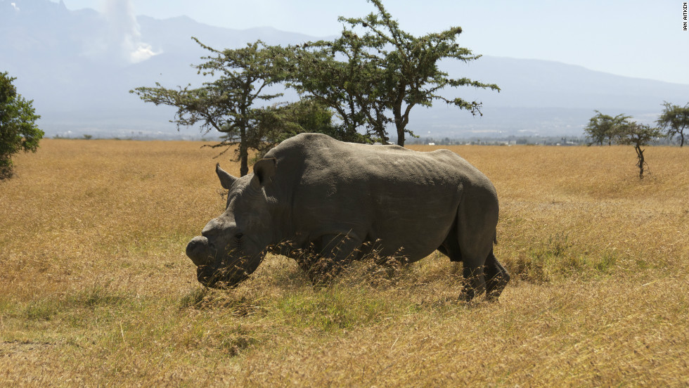 Drone ranger: Unmanned plane to spy on rhino poachers - CNN