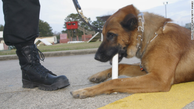 Renzo, a Belgian Malinois used by the Shreveport, Louisiana Police Dept. for drug searches of vehicles chews on a plastic pipe scented with a cocaine aroma as a reward for a training exercise January 25, 2005 in Bossier City, Louisiana.
