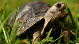 Apparently This Matters: Pet tortoises - CNN