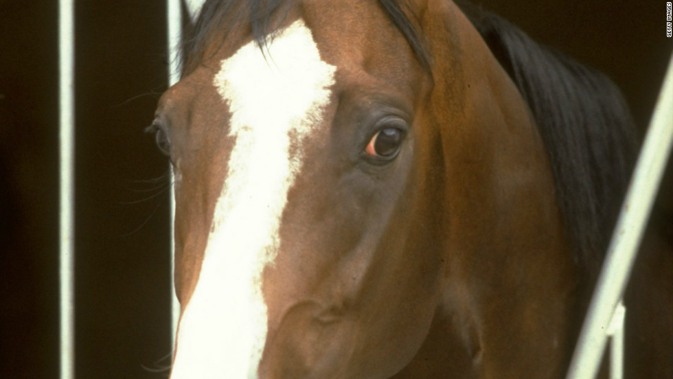 &quot;He was one of those no-nonsense horses, nothing fazed him,&quot; Swinburn said of the colt with the distinctive white blaze on his face and four white &#39;socks.&#39;