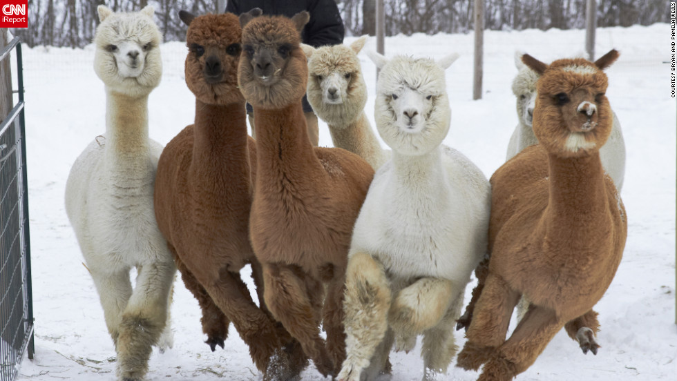 Photos: From puppies to camels, animals enjoy a good snow ...