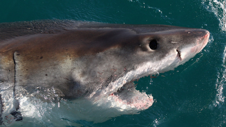 Report Shark Attacks Up But You Re Not Going To Need A Bigger Boat Cnn