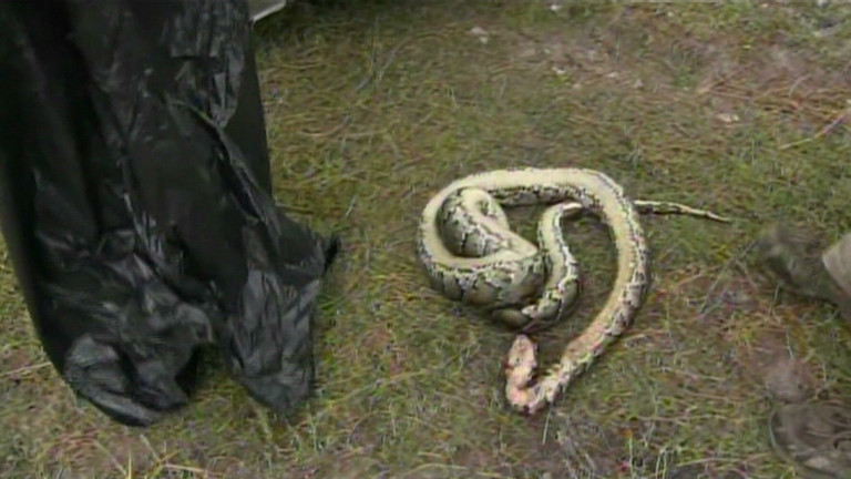 Plenty More Where Those Came From Final Take In Fla Snake Hunt Is 68 Pythons Cnn
