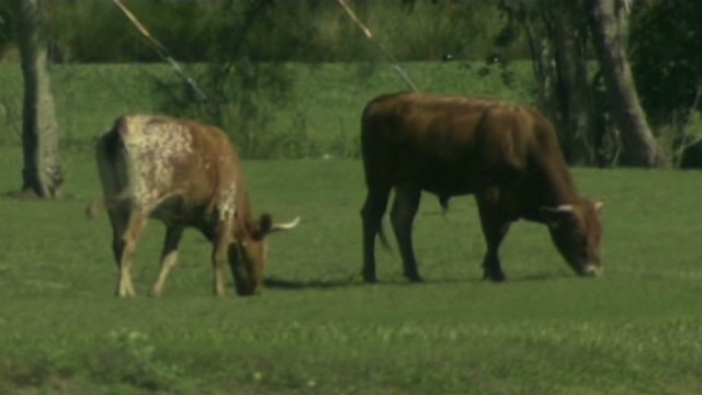 Cows invade PGA golf course
