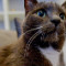 Why I feed my cat antidepressants - CNN