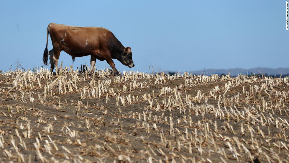 Cows search for edible grass in drought-stricken paddocks on March 12 in Waiuku, New Zealand. Drought was declared in several North Island areas last week,  including South Auckland, Northland, Bay of Plenty and Waikato.