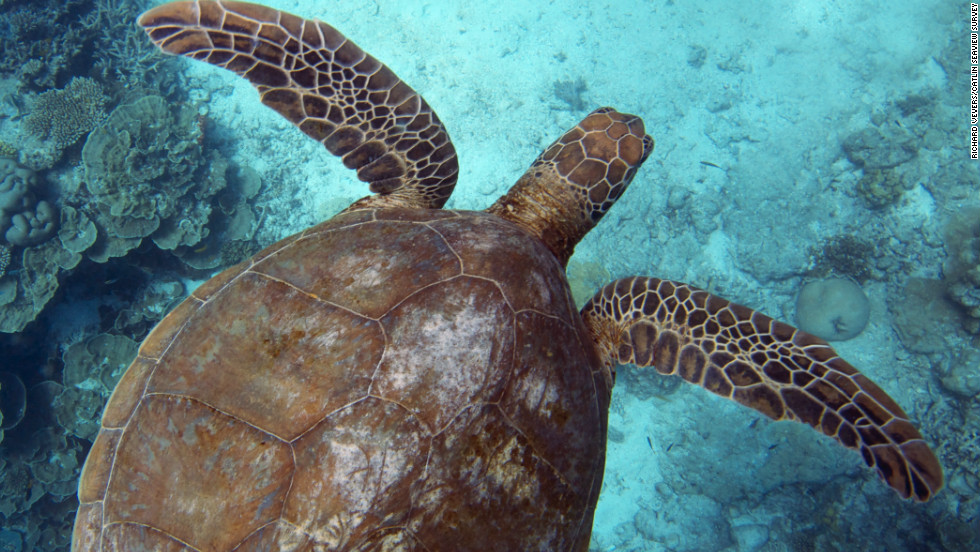 'Game-changing' cameras capture beauty and fragility of reef life. - CNN