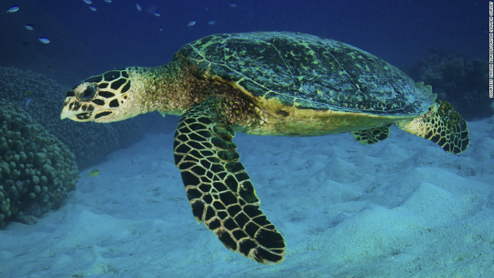 'Game-changing' cameras capture beauty and fragility of reef life. - CNN