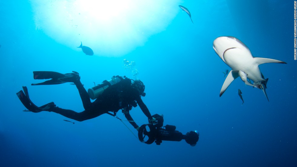 'game-changing' Cameras Capture Beauty And Fragility Of Reef Life. - Cnn