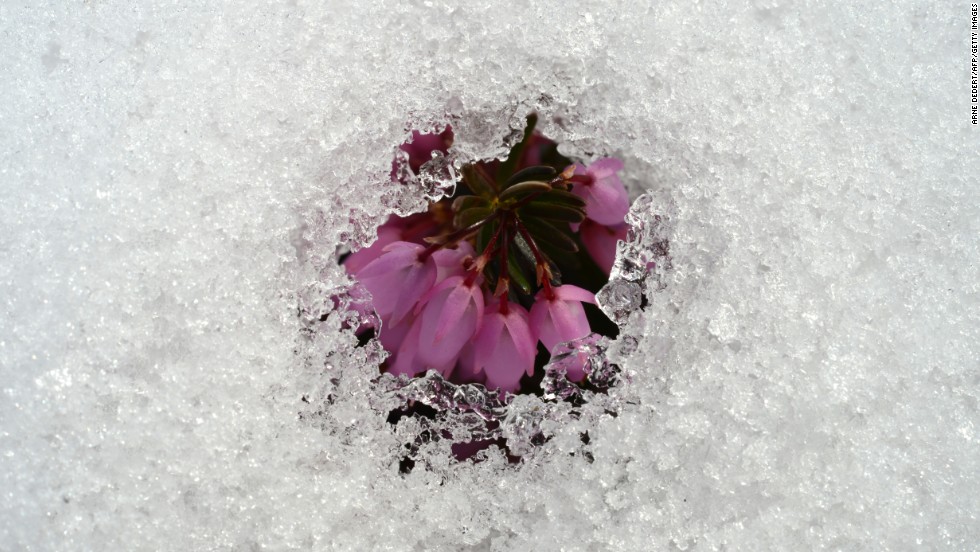 An early flower is seen through a blanket of melting snow at the Palmengarten botanical gardens in Frankfurt, Germany, on Thursday, March 14.