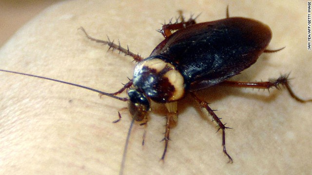 Drink up: Cockroach milk is the protein drink you didn&#39;t know you&#39;ve been missing