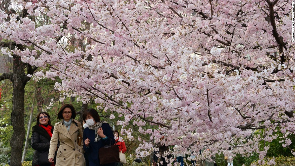 Cherry blossom trees are bloom in Tokyo on Friday, March 22, in a sure sign spring has arrived in Japan.