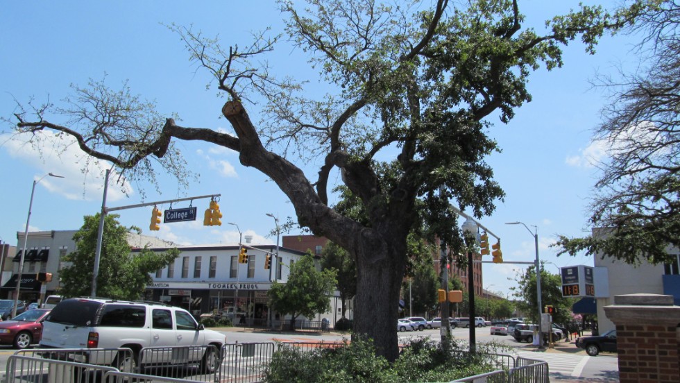 A tree at Toomer&#39;s Corner in Auburn, Alabama.