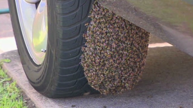 Bees swarm woman&#39;s truck