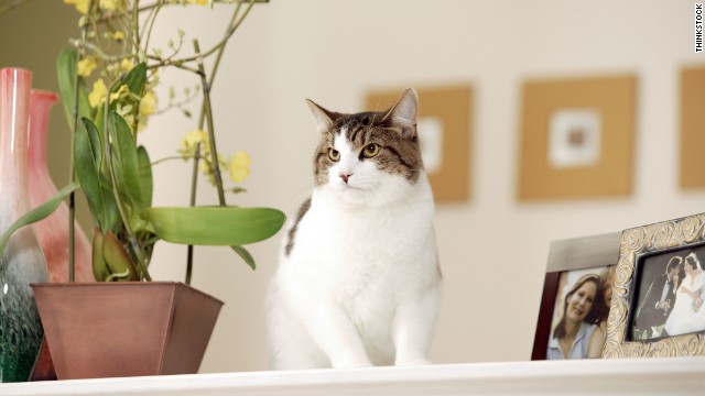So you figured out it was your cat&#39;s bladder that was killing your houseplants. Now what?