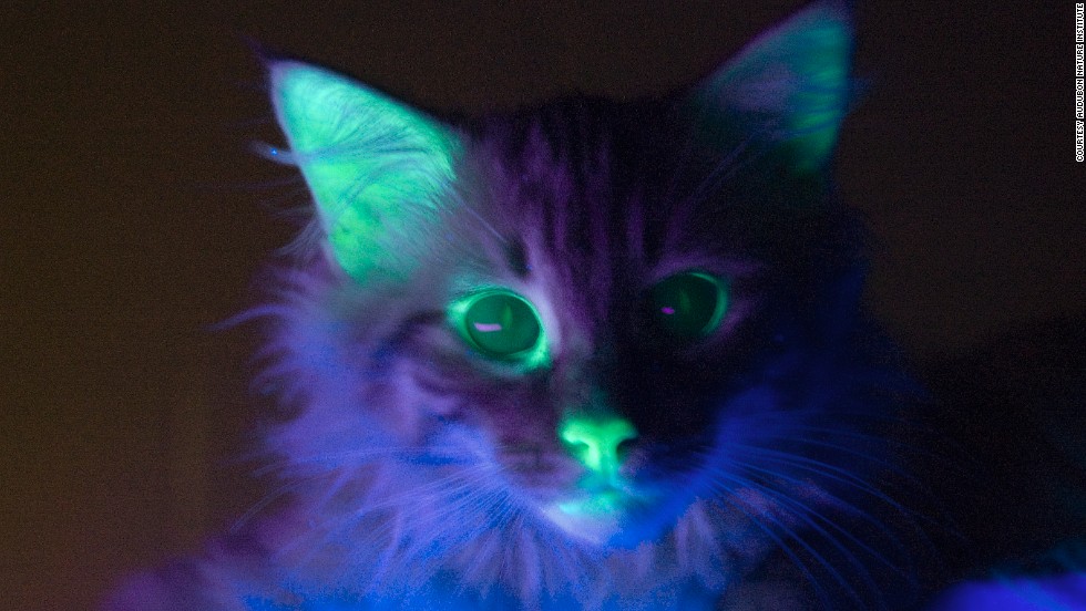 glowing cat
