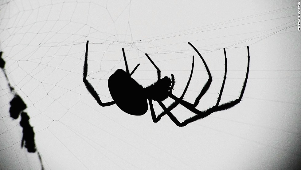 Spiders are also associated with Halloween imagery, thanks in part to their historic association with &lt;a href=&quot;http://www.the-wisdom-of-wicca.com/halloween-symbols.html&quot; target=&quot;_blank&quot;&gt;ancient religions&lt;/a&gt;. The myths surrounding gods and supernatural beings who can predict the future or plot fate are often associated with spinning, thread, weaving and spider webs. But after all, spiders can be scary -- some bite! -- and spooky imagery is part of the Halloween tradition.